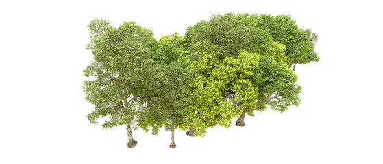 Green forest isolated on transparent background. 3d rendering - illustration