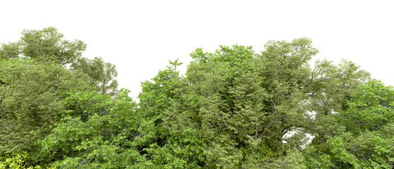 Green forest isolated on transparent background. 3d rendering - illustration
