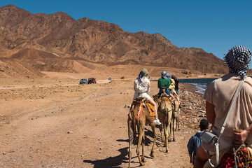 A caravan of camels carrying tourists along the shores of the Red Sea and high mountains.