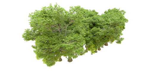 Green forest isolated on transparent background. 3d rendering - illustration