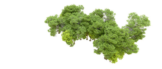 Green forest isolated on transparent background. 3d rendering - illustration