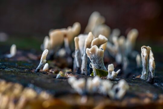 Close up of mushroom Xylaria hypoxylon