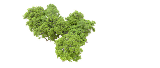 Green forest isolated on transparent background. 3d rendering - illustration