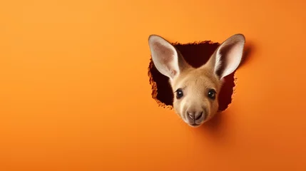 Foto op Aluminium  a kangaroo sticking its head out of a hole in an orange wall with its nose sticking out of a hole in the side of the wall, looking at the camera. © Oleg