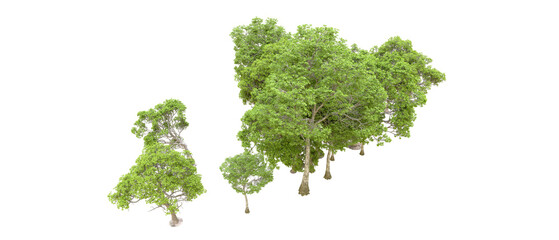 Green forest isolated on transparent background. 3d rendering - illustration