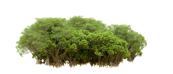 Obraz premium Green forest isolated on transparent background. 3d rendering - illustration