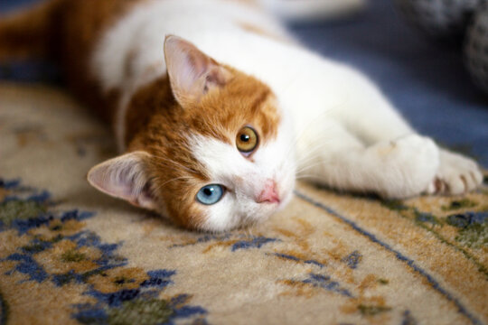 the cat with different colored eyes is lying on the floor