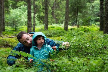 Father and his female toddler picking blueberries in a forest in Black Forest, Germany. 