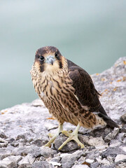 Peregrine falcon (Falco peregrinus)