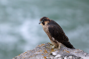 Peregrine falcon (Falco peregrinus)