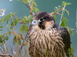 Peregrine falcon (Falco peregrinus)