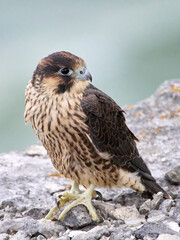 Peregrine falcon (Falco peregrinus)