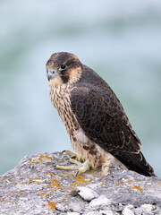 Peregrine falcon (Falco peregrinus)
