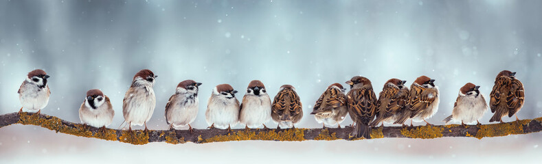 panoramic banner with a flock of funny birds sparrows sitting on a tree branch in a winter park under the snow