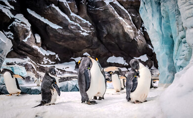 Emperor penguins