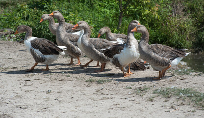 domestic geese are calling on a walk leaving the pond in the village