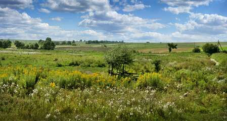 rural landscape in summer, pastures, grasses with flowers and sky with clouds