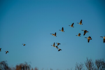 Flock of geese flying over trees in a field under the sunlight and a blue sky