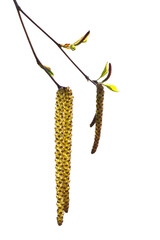 Naklejka premium Birch catkins blooms on a branch in spring. Fresh leaves and buds on tree. Isolate on white background.