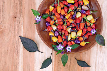 Top view of small colorful hot chilies, in red, yellow, orange and purple of Capsicum frutescens, also called lila luzi with purple flowers on wooden background