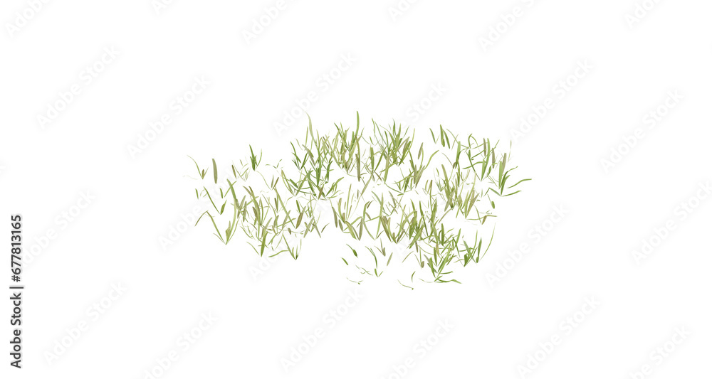 Wall mural bunches of grass on a transparent background. 3d rendering.