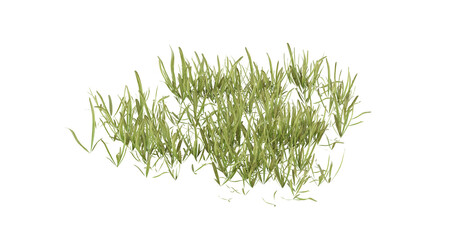 Bunches of grass on a transparent background. 3D rendering.