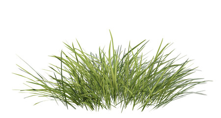 Bunches of grass on a transparent background. 3D rendering.