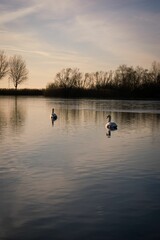 Vertical shot of swans swimming on a lake surrounded by bare trees during the sunset