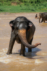 elephant bathing in lake water or river in Asia