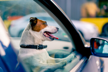 close-up portrait of a small funny active dog of the jack russell breed looks out of the window of...