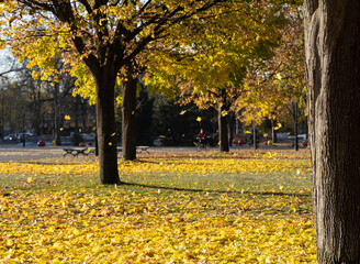 Falling maple leaves