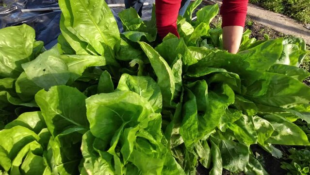 Frau erntet im Biogarten Zuckerhutsalat, Selbstversorgung