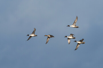 Northern Pintail. Anas acuta - group of birds in flight