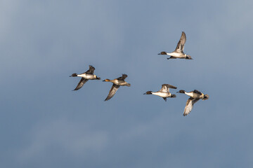 Northern Pintail. Anas acuta - group of birds in flight