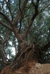 Fototapeta premium Low angle of a long complicated roots tree and branches in the forest