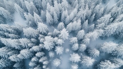  an aerial view of snow - covered trees in the middle of a wintery day, looking down at the tops of the branches and the tops of the snow - covered branches. - obrazy, fototapety, plakaty