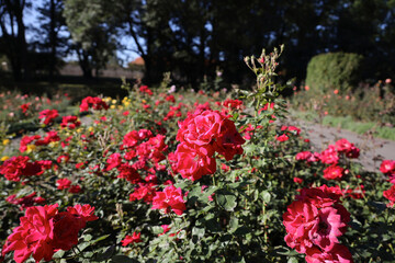 The roses in the garden of St. Lawrence Cathedral in Prague
