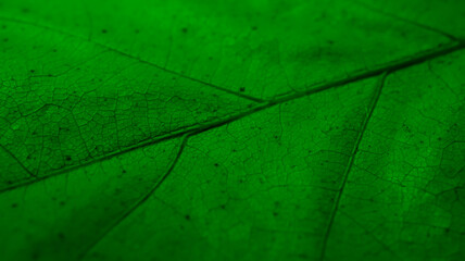 Fototapeta na wymiar macro photo of a leaf on a background