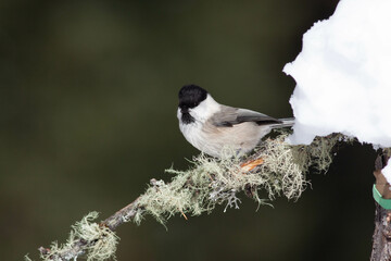 Bird in the wilderness.