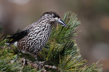 Bird in the wilderness.