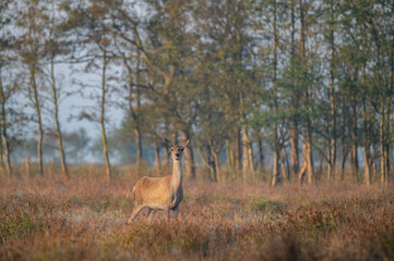 Rotwildbrunft im Morgennebel