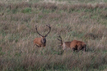 Fototapeta premium Brunftkämpfe in der Rotwildbrunft