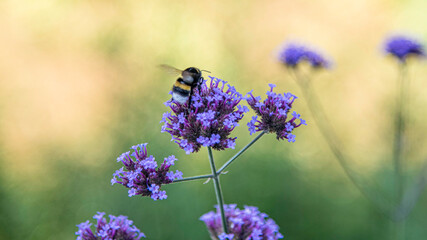 lavender flowers in the garden