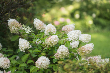 White hydrangea flower heads in garden on green background, selective focus
