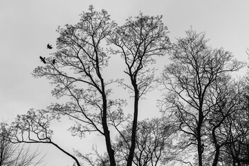 Black bare trees silhouettes and birds are under gray cloudy sky background