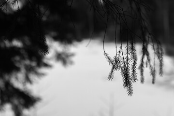 Spruce branch silhouette. Abstract natural photo