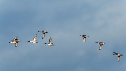 Northern Pintail. Anas acuta - group of birds in flight