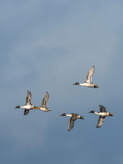Northern Pintail. Anas acuta - group of birds in flight