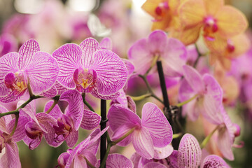 Orchid flowers in a store close-up. Many different colors of orchids with pink spots. Selling flowers in a shopping center. Floral background