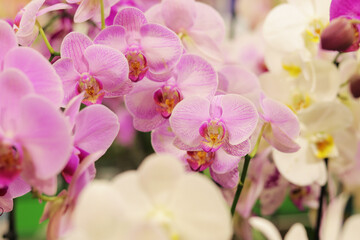 Naklejka na ściany i meble Orchid flowers in a store close-up. Many different colors of orchids with pink spots. Selling flowers in a shopping center. Floral background